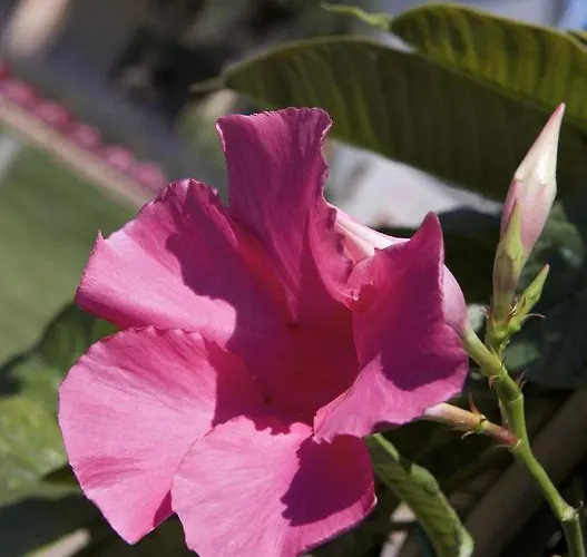 안니아 파크 베니스 에어포트